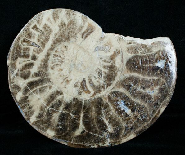 / Choffaticeras Ammonite (Half) - Morocco #3977